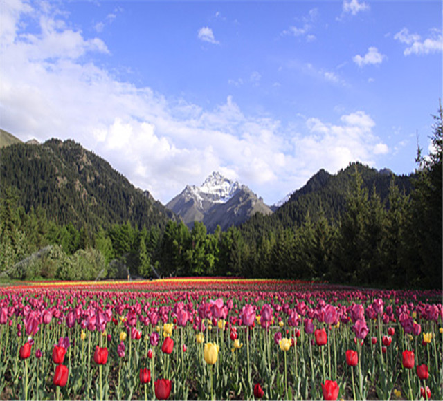 塔城乌苏佛山国家森林公园国内旅游景点新疆-塔城旅游景点,旅游线路