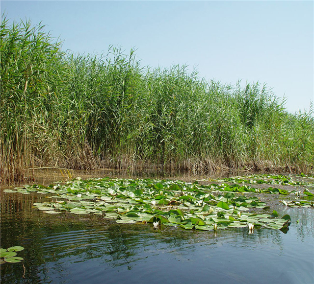 库尔勒莲花湖